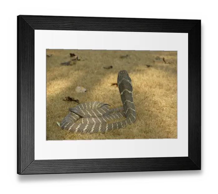 Framed Print : King Cobra (Ophiophagus hannah) adult, rear view, rearing up with hood flattened in threat display, Bali Framed Print : King Cobra (Ophiophagus hannah) adult, rear view, rearing up with hood flattened in threat display, Bali