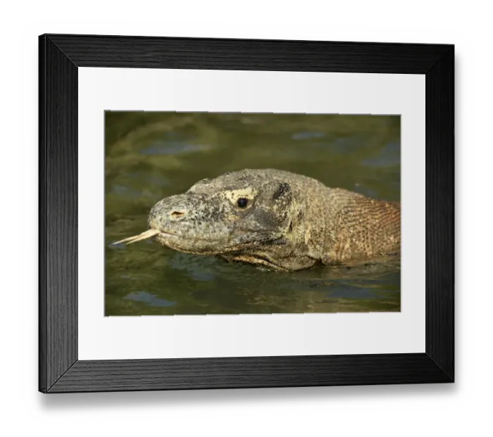Framed Print : Komodo Dragon (Varanus komodoensis) adult, close-up of head, flicking forked tongue, wading in shallow water on beach Framed Print : Komodo Dragon (Varanus komodoensis) adult, close-up of head, flicking forked tongue, wading in shallow water on beach