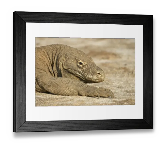 Framed Print : Komodo Dragon (Varanus komodoensis) adult, close-up of head and front leg, resting, Rinca Island, Komodo N. P Framed Print : Komodo Dragon (Varanus komodoensis) adult, close-up of head and front leg, resting, Rinca Island, Komodo N. P