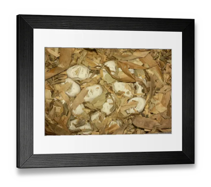 Framed Print : King Cobra (Ophiophagus hannah) eggs in nest, Bali, Lesser Sunda Islands, Indonesia, October Framed Print : King Cobra (Ophiophagus hannah) eggs in nest, Bali, Lesser Sunda Islands, Indonesia, October