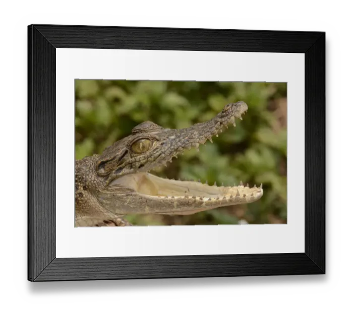 Framed Print : Saltwater Crocodile (Crocodylus porosus) juvenile, close-up of head, with mouth open, Bali, Lesser Sunda Islands