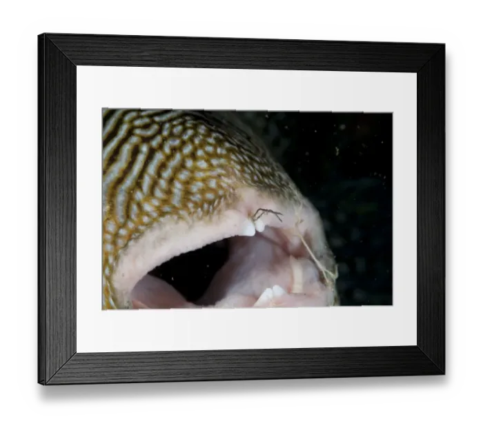 Framed Print : Map Pufferfish (Arothron mappa) adult, close-up of open mouth, with fishing hook and line caught between teeth Framed Print : Map Pufferfish (Arothron mappa) adult, close-up of open mouth, with fishing hook and line caught between teeth