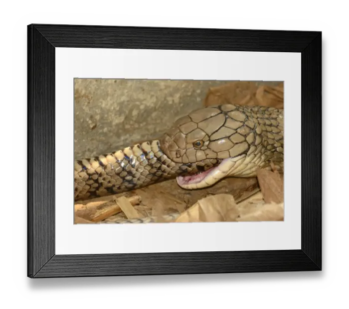 Framed Print : King Cobra (Ophiophagus hannah) adult, close-up of head, feeding on ratsnake prey, Bali, Lesser Sunda Islands Framed Print : King Cobra (Ophiophagus hannah) adult, close-up of head, feeding on ratsnake prey, Bali, Lesser Sunda Islands