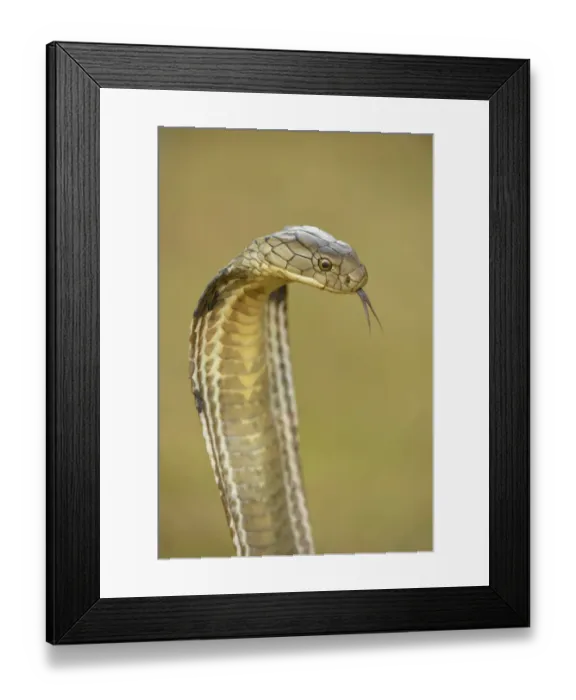 Framed Print : King Cobra (Ophiophagus hannah) adult, close-up of head, flicking forked tongue