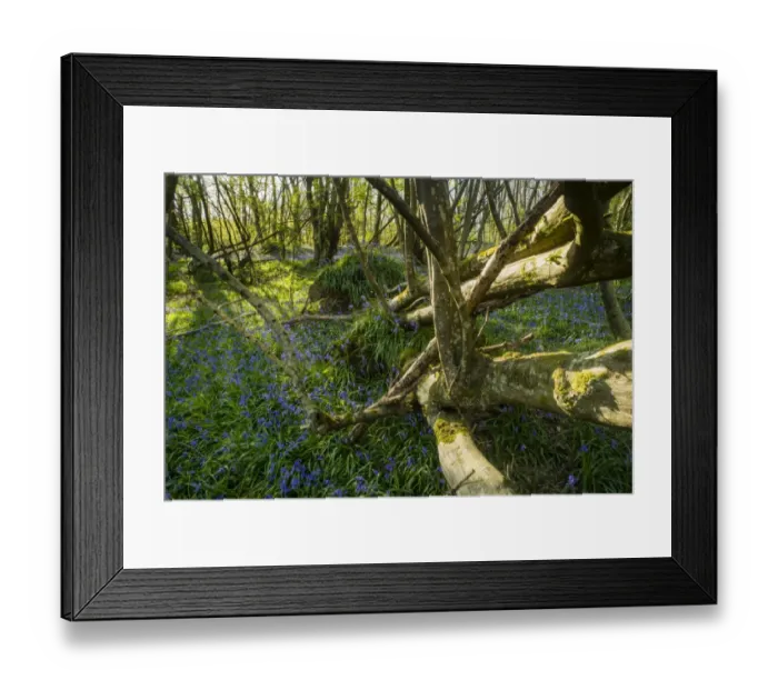 Framed Print : Bluebell (Endymion non-scriptus) flowering mass, growing beside fallen Common Ash (Fraxinus excelsior) Framed Print : Bluebell (Endymion non-scriptus) flowering mass, growing beside fallen Common Ash (Fraxinus excelsior)