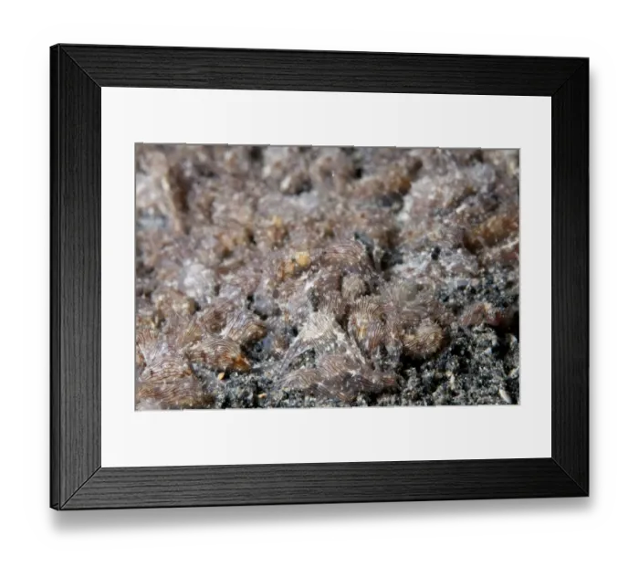 Framed Print : Lined Sea-hare (Stylocheilus striatus) adults, group mating on black sand, Retak Larry, Lembeh Straits, Sulawesi Framed Print : Lined Sea-hare (Stylocheilus striatus) adults, group mating on black sand, Retak Larry, Lembeh Straits, Sulawesi