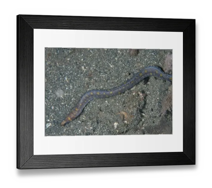 Framed Print : Reeves Moray (Gymnothorax reevesii) adult, on black sand, Retak Larry, Lembeh Straits, Sulawesi, Greater Sunda Islands Framed Print : Reeves Moray (Gymnothorax reevesii) adult, on black sand, Retak Larry, Lembeh Straits, Sulawesi, Greater Sunda Islands