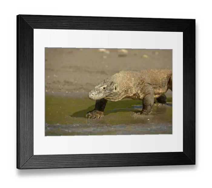 Framed Print : Komodo Dragon (Varanus komodoensis) adult, walking on beach at edge of water, Rinca Island, Komodo N. P