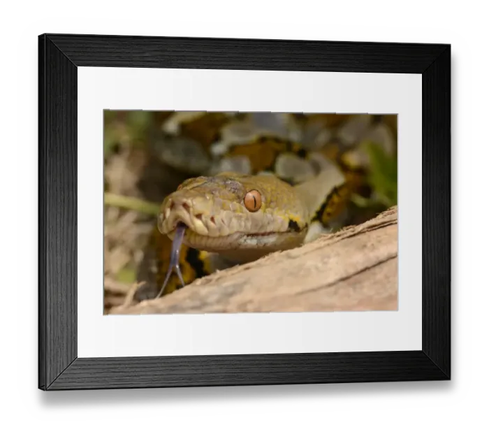 Framed Print : Reticulated Python (Python reticulatus) adult, close-up of head, flicking forked tongue, Bali, Lesser Sunda Islands