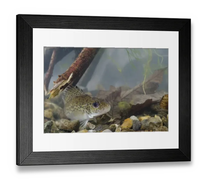 Framed Print : Eurasian Ruffe (Gymnocephalus cernua) adult, in tank, Nottingham, Nottinghamshire, England, February Framed Print : Eurasian Ruffe (Gymnocephalus cernua) adult, in tank, Nottingham, Nottinghamshire, England, February