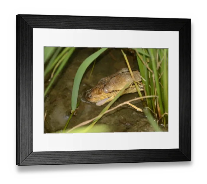 Framed Print : Reticulated Python (Python reticulatus) adult, close-up of head, drinking, Bali, Lesser Sunda Islands, Indonesia Framed Print : Reticulated Python (Python reticulatus) adult, close-up of head, drinking, Bali, Lesser Sunda Islands, Indonesia