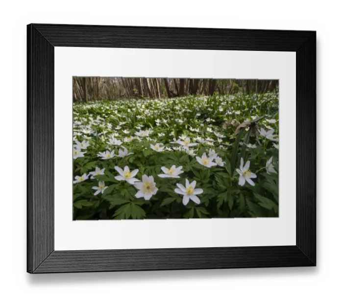 Framed Print : Wood Anemone (Anemone nemorosa) flowering mass, growing in coppice woodland, Kent, England, April Framed Print : Wood Anemone (Anemone nemorosa) flowering mass, growing in coppice woodland, Kent, England, April