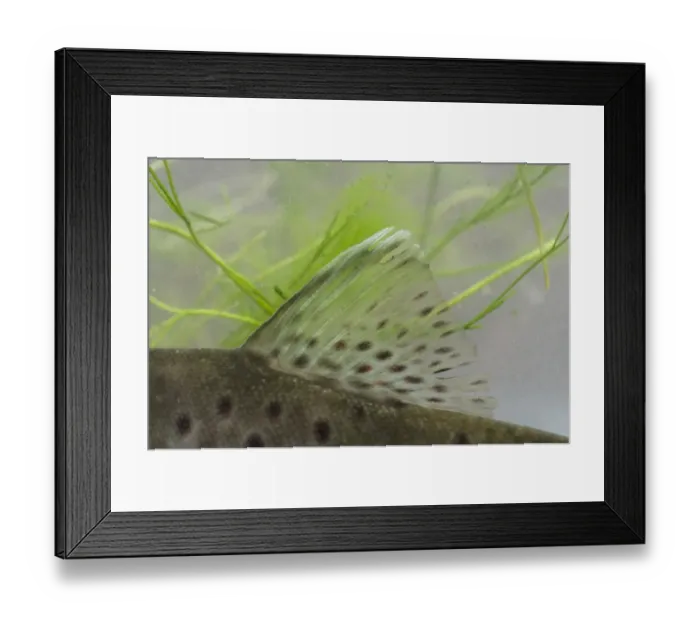 Framed Print : Brown Trout (Salmo trutta fario) adult, close-up of dorsal fin, in tank, Nottingham, Nottinghamshire, England, January Framed Print : Brown Trout (Salmo trutta fario) adult, close-up of dorsal fin, in tank, Nottingham, Nottinghamshire, England, January