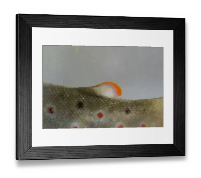 Framed Print : Brown Trout (Salmo trutta fario) adult, close-up of adipose fin, in tank, Nottingham, Nottinghamshire, England, January Framed Print : Brown Trout (Salmo trutta fario) adult, close-up of adipose fin, in tank, Nottingham, Nottinghamshire, England, January