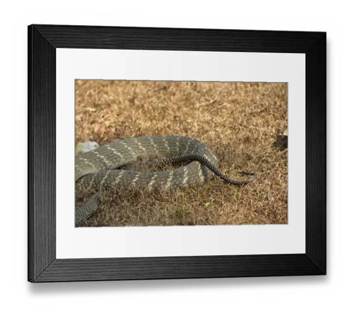 Framed Print : King Cobra (Ophiophagus hannah) adult, close-up of tail, Bali, Lesser Sunda Islands, Indonesia, October Framed Print : King Cobra (Ophiophagus hannah) adult, close-up of tail, Bali, Lesser Sunda Islands, Indonesia, October