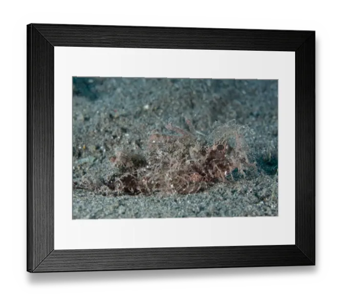 Framed Print : Ambon Scorpionfish (Pteroidichthys amboinensis) adult, camouflaged on black sand, Aer Bajo, Lembeh Straits, Sulawesi Framed Print : Ambon Scorpionfish (Pteroidichthys amboinensis) adult, camouflaged on black sand, Aer Bajo, Lembeh Straits, Sulawesi