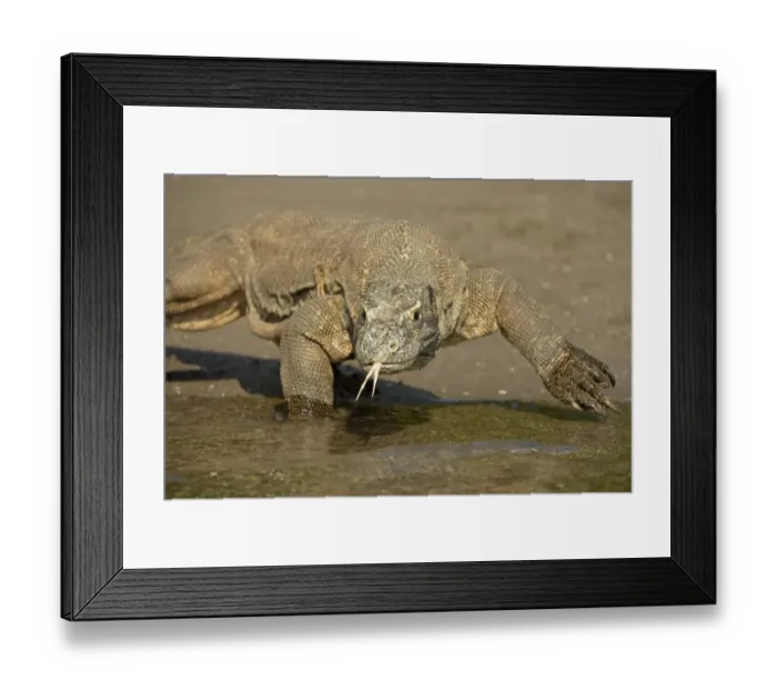 Framed Print : Komodo Dragon (Varanus komodoensis) adult, flicking forked tongue, walking on beach at edge of water, Rinca Island Framed Print : Komodo Dragon (Varanus komodoensis) adult, flicking forked tongue, walking on beach at edge of water, Rinca Island