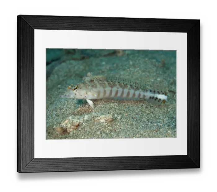 Framed Print : Whitestripe Sandperch (Parapercis xanthozona) adult, resting on sand, Manado, Sulawesi, Greater Sunda Islands Framed Print : Whitestripe Sandperch (Parapercis xanthozona) adult, resting on sand, Manado, Sulawesi, Greater Sunda Islands