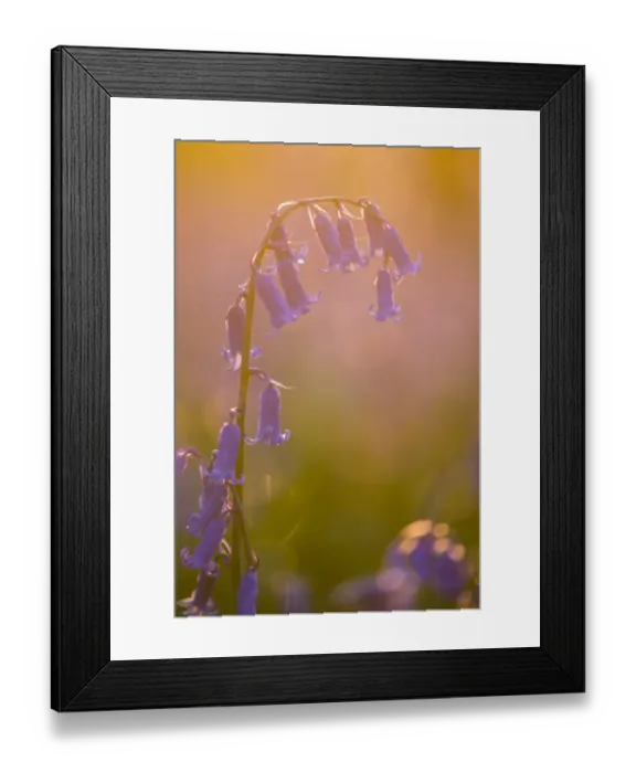 Framed Print : Bluebell (Endymion non-scriptus) close-up of flowers, growing in deciduous woodland at sunset, Kent, England, April Framed Print : Bluebell (Endymion non-scriptus) close-up of flowers, growing in deciduous woodland at sunset, Kent, England, April
