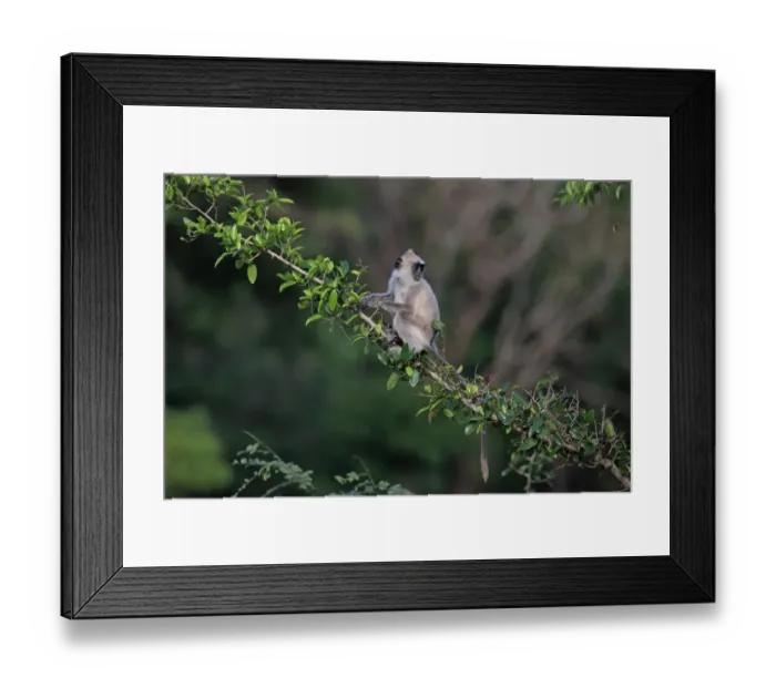 Framed Print : Tufted Grey Langur (Semnopithecus priam thersites) juvenile, feeding on leaves, Sri Lanka, February Framed Print : Tufted Grey Langur (Semnopithecus priam thersites) juvenile, feeding on leaves, Sri Lanka, February