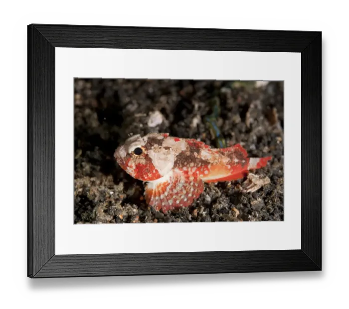 Framed Print : Whiteface Waspfish (Richardsonichthys leucogaster) adult, on black sand at night, Lembeh Straits, Sulawesi