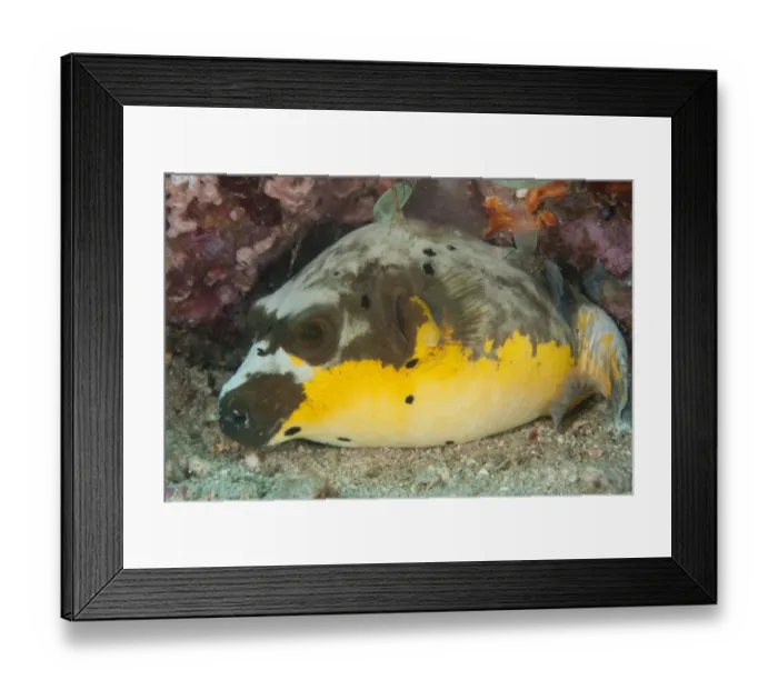 Framed Print : Black-spotted Puffer (Arothron nigropunctatus) adult, resting on sand, Manado, Sulawesi, Greater Sunda Islands Framed Print : Black-spotted Puffer (Arothron nigropunctatus) adult, resting on sand, Manado, Sulawesi, Greater Sunda Islands