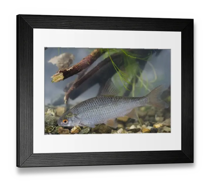 Framed Print : Roach (Rutilus rutilus) adult, in tank, Nottingham, Nottinghamshire, England, February Framed Print : Roach (Rutilus rutilus) adult, in tank, Nottingham, Nottinghamshire, England, February