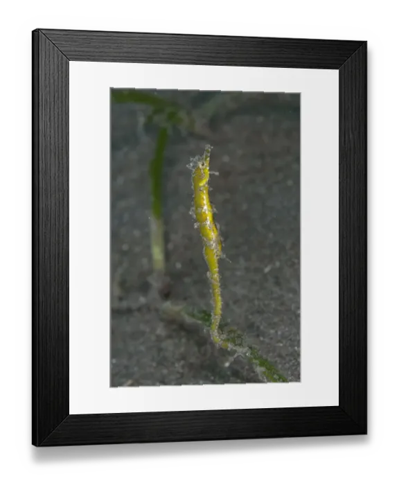 Framed Print : Shortpouch Pygmy Pipehorse (Acentronura tentaculata) adult, clinging to eelgrass on black sand, Aer Bajo
