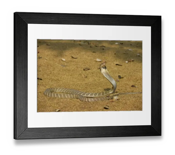 Framed Print : King Cobra (Ophiophagus hannah) adult, rearing up with hood flattened in threat display, Bali, Lesser Sunda Islands Framed Print : King Cobra (Ophiophagus hannah) adult, rearing up with hood flattened in threat display, Bali, Lesser Sunda Islands