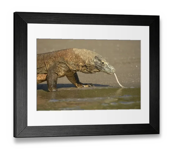 Framed Print : Komodo Dragon (Varanus komodoensis) adult, flicking forked tongue, walking on beach at edge of water, Rinca Island Framed Print : Komodo Dragon (Varanus komodoensis) adult, flicking forked tongue, walking on beach at edge of water, Rinca Island