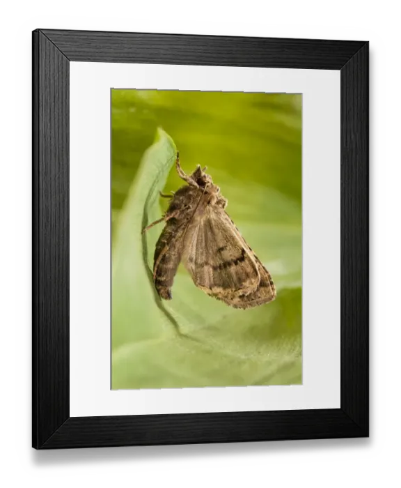 Framed Print : Common Gothic (Naenia typica) adult, freshly emerged and pumping wings up, clinging to leaf in garden, Thirsk Framed Print : Common Gothic (Naenia typica) adult, freshly emerged and pumping wings up, clinging to leaf in garden, Thirsk