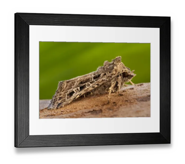 Framed Print : Common Gothic (Naenia typica) adult, freshly emerged, clinging to twig in garden, Thirsk, North Yorkshire, England Framed Print : Common Gothic (Naenia typica) adult, freshly emerged, clinging to twig in garden, Thirsk, North Yorkshire, England