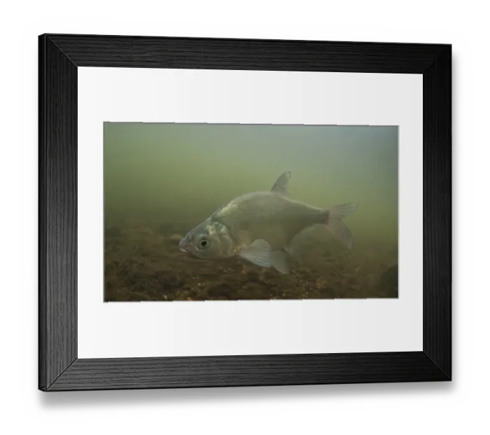 Framed Print : Common Bream (Abramis brama) adult, swimming in river, River Trent, Nottinghamshire, England, April Framed Print : Common Bream (Abramis brama) adult, swimming in river, River Trent, Nottinghamshire, England, April
