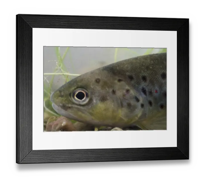 Framed Print : Brown Trout (Salmo trutta fario) adult, close-up of head, in tank, Nottingham, Nottinghamshire, England, January Framed Print : Brown Trout (Salmo trutta fario) adult, close-up of head, in tank, Nottingham, Nottinghamshire, England, January