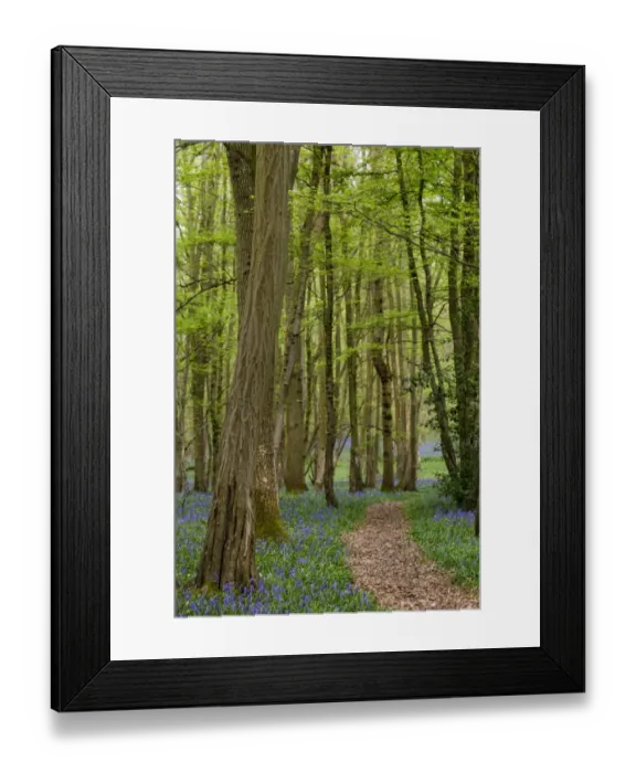 Framed Print : Bluebell (Endymion non-scriptus) flowering mass, growing beside path in deciduous woodland habitat, Kent, England