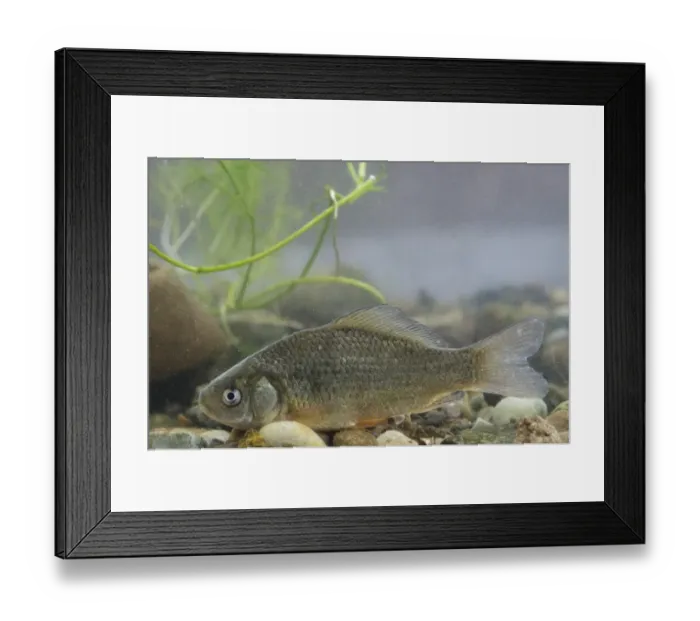 Framed Print : Crucian Carp (Carassius carassius) immature, in tank, Nottingham, Nottinghamshire, England, January Framed Print : Crucian Carp (Carassius carassius) immature, in tank, Nottingham, Nottinghamshire, England, January