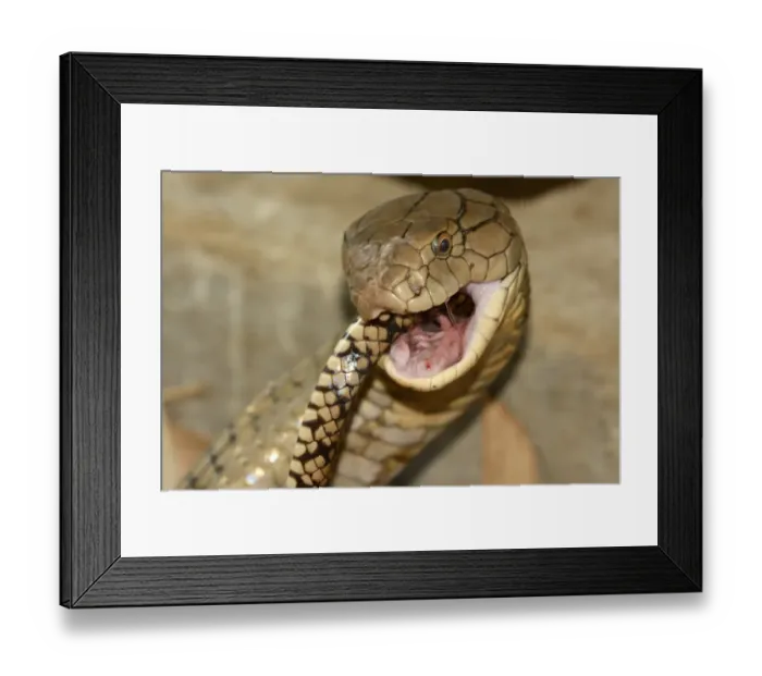 Framed Print : King Cobra (Ophiophagus hannah) adult, close-up of head, feeding on ratsnake prey, Bali, Lesser Sunda Islands Framed Print : King Cobra (Ophiophagus hannah) adult, close-up of head, feeding on ratsnake prey, Bali, Lesser Sunda Islands