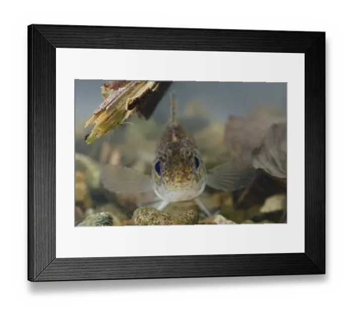 Framed Print : Eurasian Ruffe (Gymnocephalus cernua) adult, in tank, Nottingham, Nottinghamshire, England, February Framed Print : Eurasian Ruffe (Gymnocephalus cernua) adult, in tank, Nottingham, Nottinghamshire, England, February