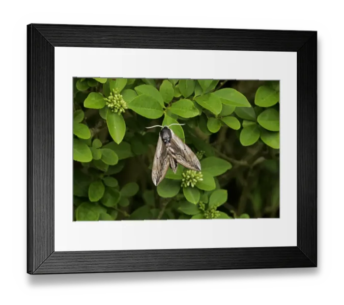 Framed Print : Privet Hawkmoth (Sphinx ligustri) adult, resting on Privet (Ligustrum sp. ) leaf, larval foodplant, Sussex, England Framed Print : Privet Hawkmoth (Sphinx ligustri) adult, resting on Privet (Ligustrum sp. ) leaf, larval foodplant, Sussex, England