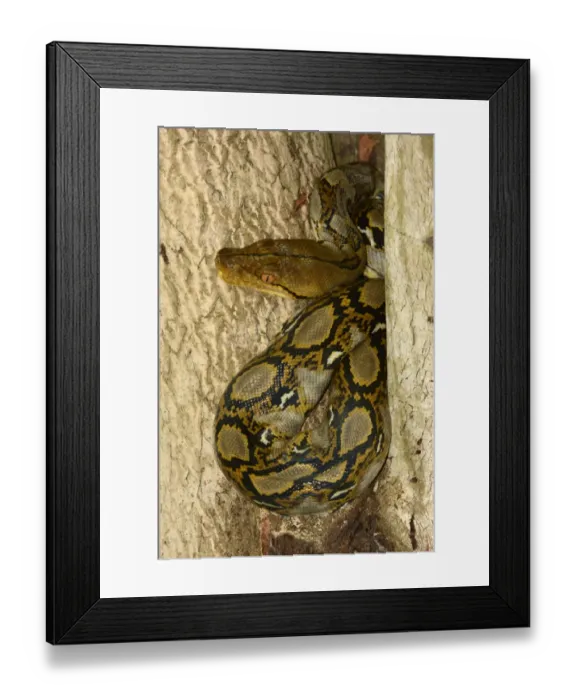 Framed Print : Reticulated Python (Python reticulatus) adult, coiled in tree, Bali, Lesser Sunda Islands, Indonesia, October Framed Print : Reticulated Python (Python reticulatus) adult, coiled in tree, Bali, Lesser Sunda Islands, Indonesia, October