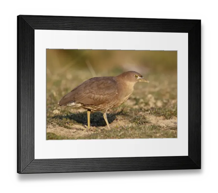 Framed Print : Japanese Night-heron (Gorsachius goisagi) immature male, first winter plumage, foraging in abandoned paddyfield Framed Print : Japanese Night-heron (Gorsachius goisagi) immature male, first winter plumage, foraging in abandoned paddyfield