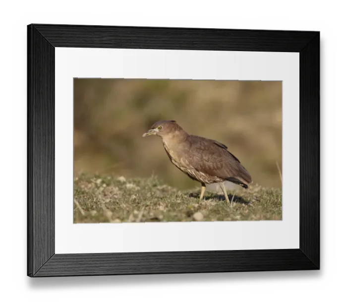 Framed Print : Japanese Night-heron (Gorsachius goisagi) immature male, first winter plumage, foraging in abandoned paddyfield Framed Print : Japanese Night-heron (Gorsachius goisagi) immature male, first winter plumage, foraging in abandoned paddyfield