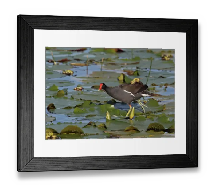 Framed Print : Common Gallinule (Gallinula galeata cerceris) adult, walking on waterlily leaves, Hope Gardens, Kingston, Jamaica Framed Print : Common Gallinule (Gallinula galeata cerceris) adult, walking on waterlily leaves, Hope Gardens, Kingston, Jamaica