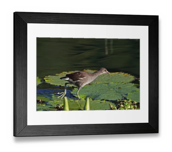 Framed Print : Common Gallinule (Gallinula galeata cerceris) juvenile, running on waterlily leaves, Hope Gardens, Kingston, Jamaica Framed Print : Common Gallinule (Gallinula galeata cerceris) juvenile, running on waterlily leaves, Hope Gardens, Kingston, Jamaica