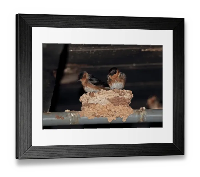Framed Print : Cave Swallow (Petrochelidon fulva poeciloma) two adults, roosting at nest in cellar breeding site, Marshalls Pen Framed Print : Cave Swallow (Petrochelidon fulva poeciloma) two adults, roosting at nest in cellar breeding site, Marshalls Pen