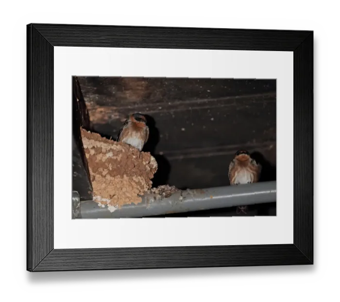 Framed Print : Cave Swallow (Petrochelidon fulva poeciloma) two adults, roosting at nest in cellar breeding site, Marshalls Pen Framed Print : Cave Swallow (Petrochelidon fulva poeciloma) two adults, roosting at nest in cellar breeding site, Marshalls Pen
