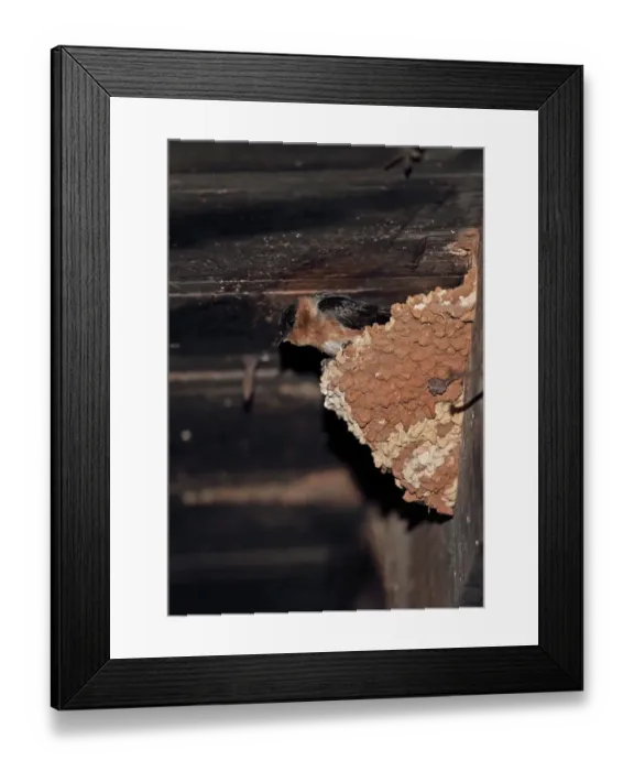 Framed Print : Cave Swallow (Petrochelidon fulva poeciloma) adult, roosting at nest in cellar breeding site, Marshalls Pen, Jamaica Framed Print : Cave Swallow (Petrochelidon fulva poeciloma) adult, roosting at nest in cellar breeding site, Marshalls Pen, Jamaica