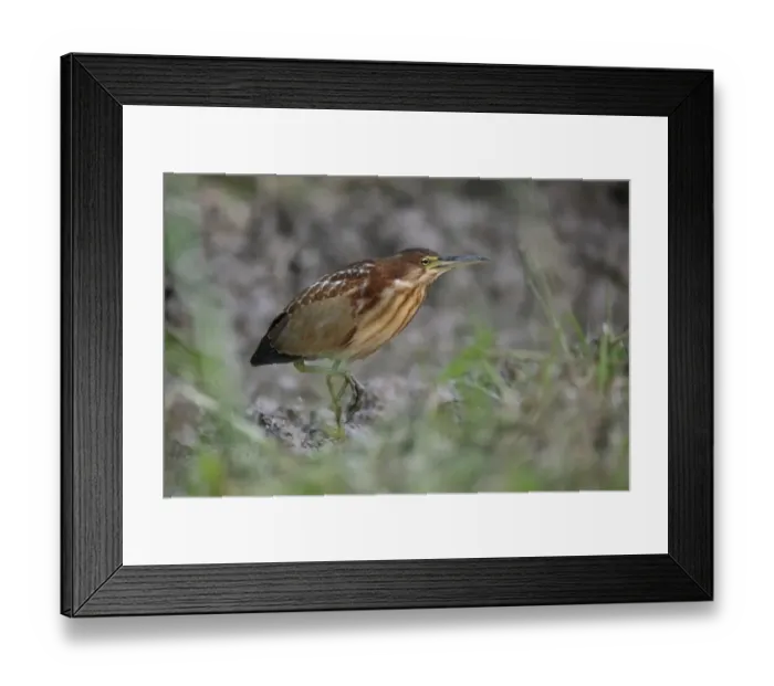 Framed Print : Von Schrencks Bittern (Ixobrychus eurhythmus) immature male, first winter plumage, walking on mud, Long Valley Framed Print : Von Schrencks Bittern (Ixobrychus eurhythmus) immature male, first winter plumage, walking on mud, Long Valley