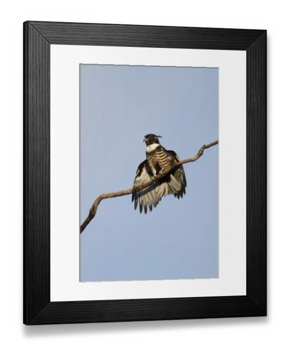Framed Print : Black Baza (Aviceda leuphotes) juvenile, sunning on branch, Hong Kong, China, July Framed Print : Black Baza (Aviceda leuphotes) juvenile, sunning on branch, Hong Kong, China, July