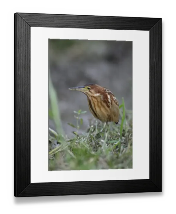 Framed Print : Von Schrencks Bittern (Ixobrychus eurhythmus) immature male, first winter plumage, standing on one leg, Long Valley